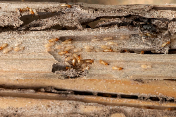 Best Commercial Pest Control Services  in Woodlake, CA