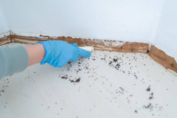 Reliable Woodlake, CA Pest Control Solutions